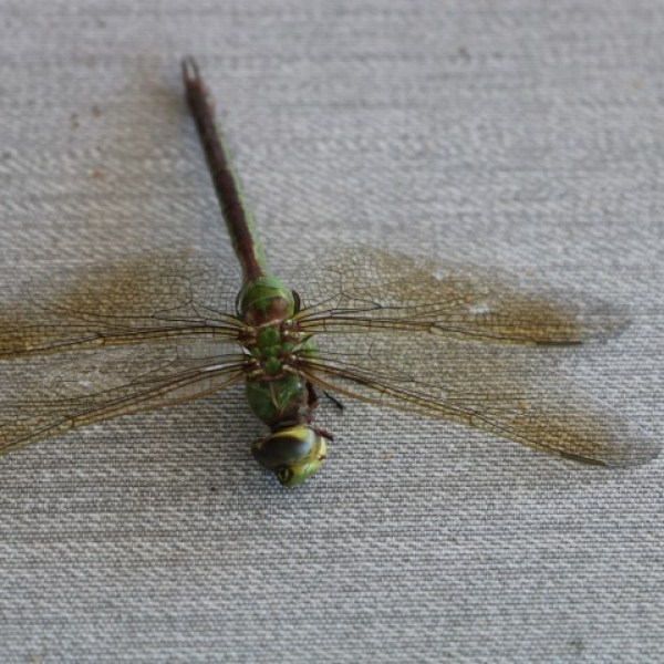 2025 07 11 Abendessen mit Phyllis und Mike