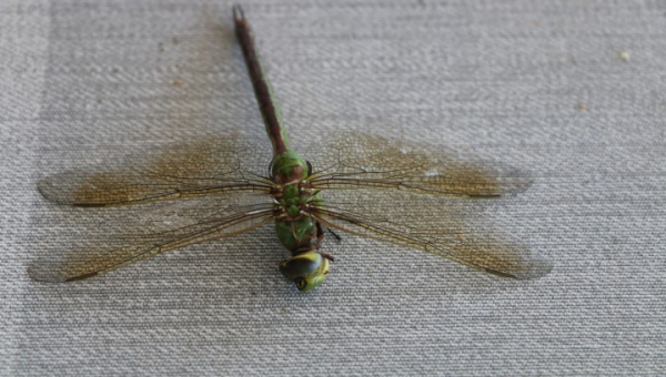 2025 07 11 Abendessen mit Phyllis und Mike