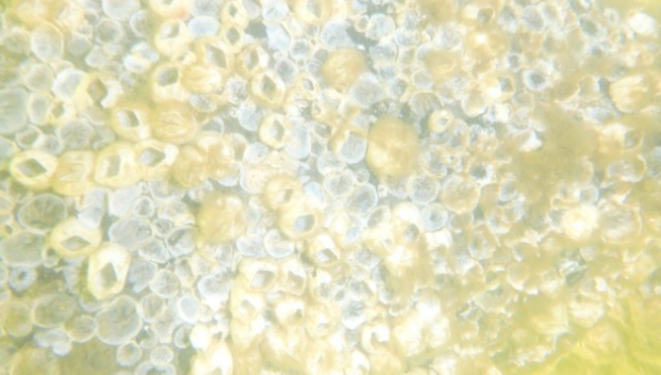 2025 07 20 Propeller putzen