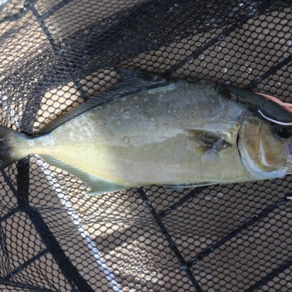 2026 07 21 Fisch
