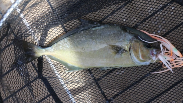 2026 07 21 Fisch